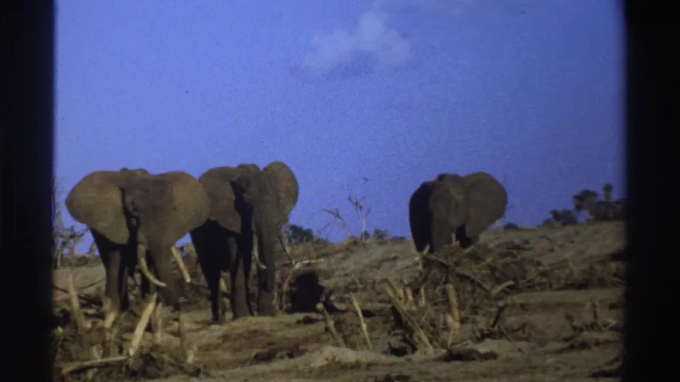 Three elephants are seen from a steady 8mm viewpoint in a dry South African landscape.