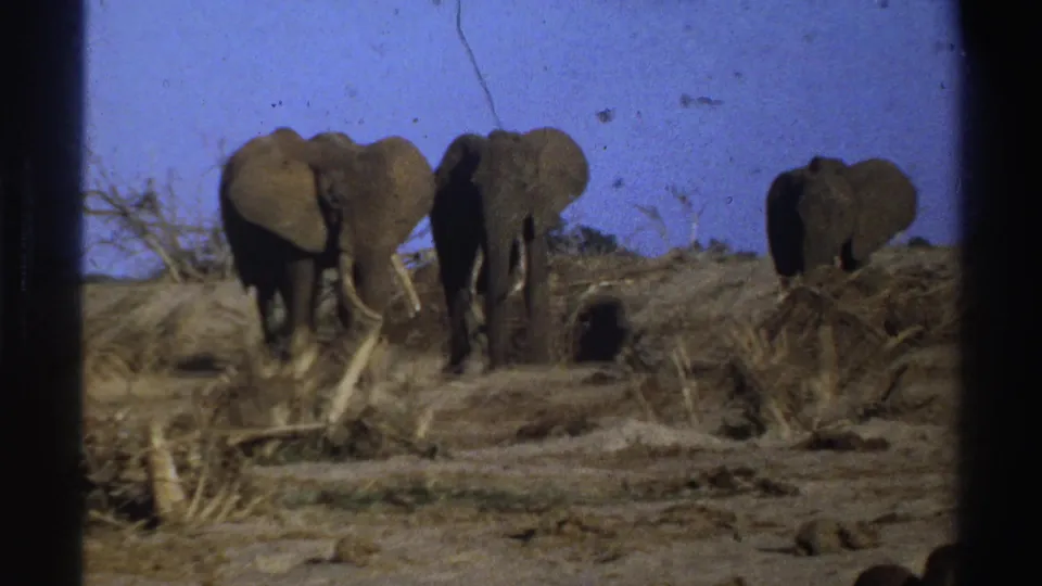 Three elephants appear in a dry South African field, framed by 8mm film edges and grain.