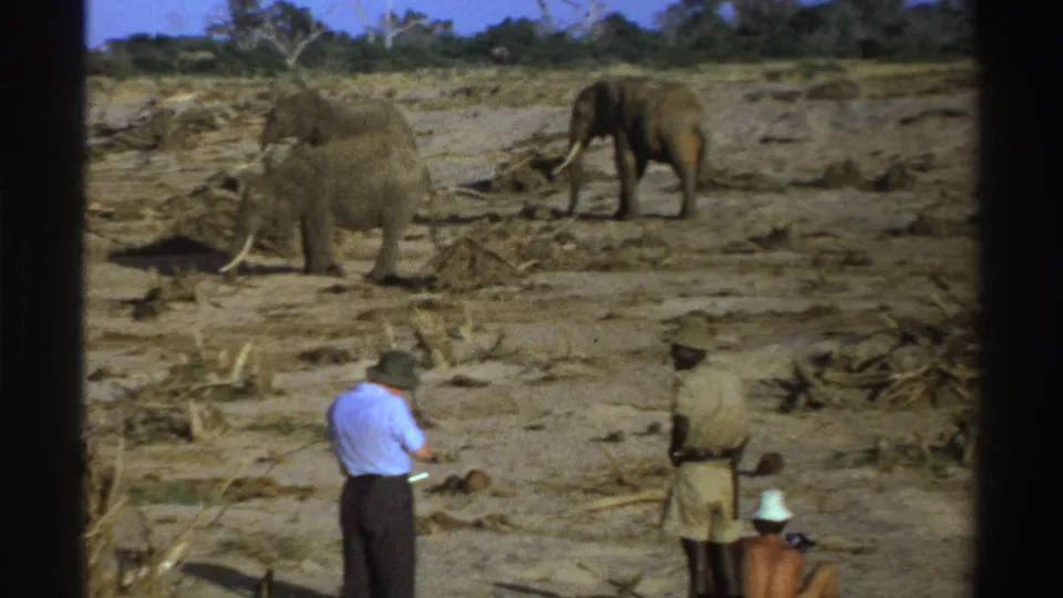 1969 South Africa safari footage frame with visitors seen from behind watching elephants in sparse, dry terrain.