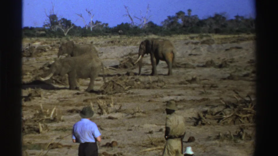 South Africa 1969 home-movie frame showing elephants in open brushland with two adult observers at the edge of the scene.