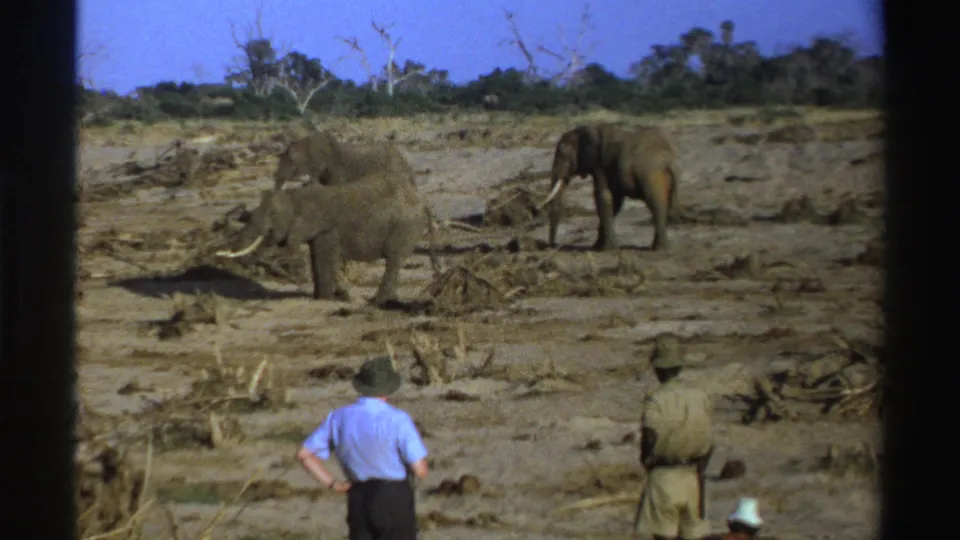 Late-1960s South Africa 8mm frame with safari observers in the foreground and elephants crossing dusty ground beyond them.