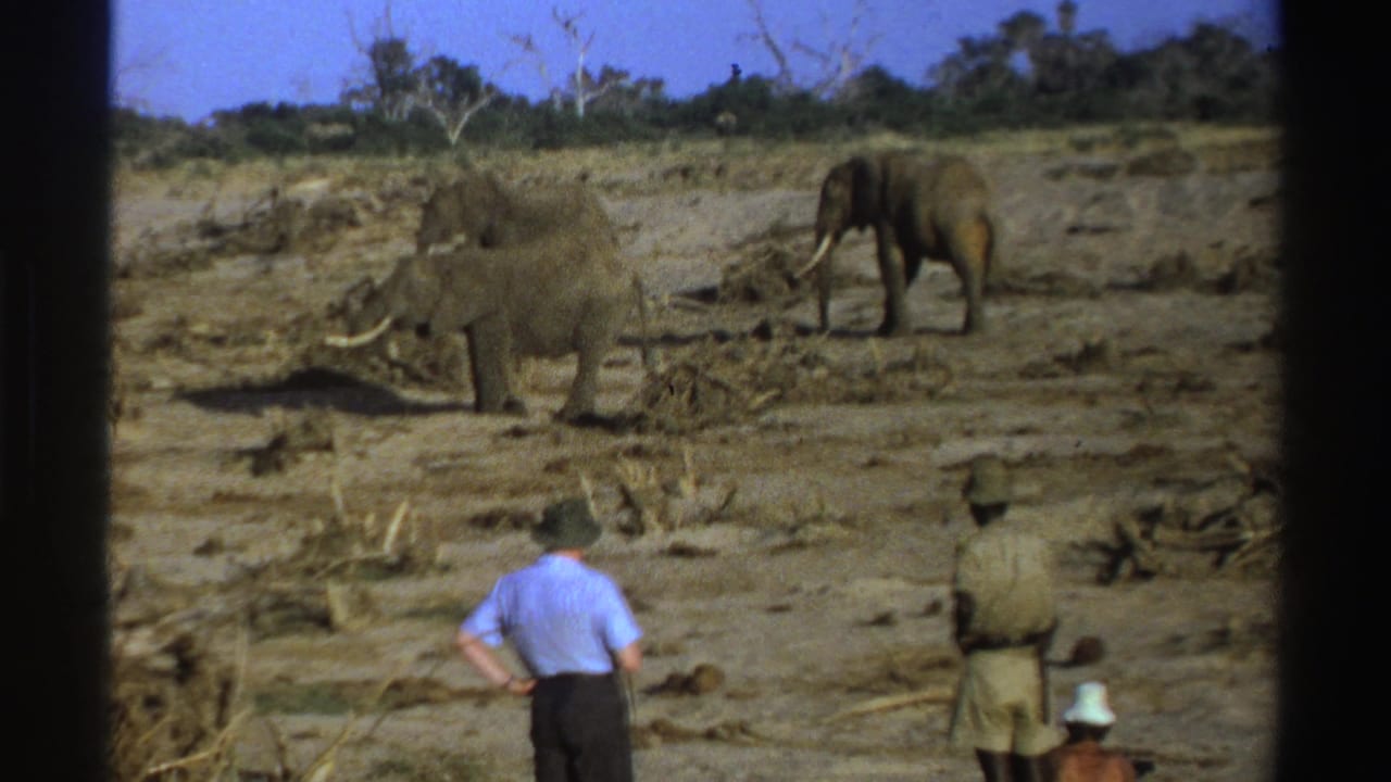 1969 South Africa safari footage showing elephants on dry savanna while several men observe from the foreground.