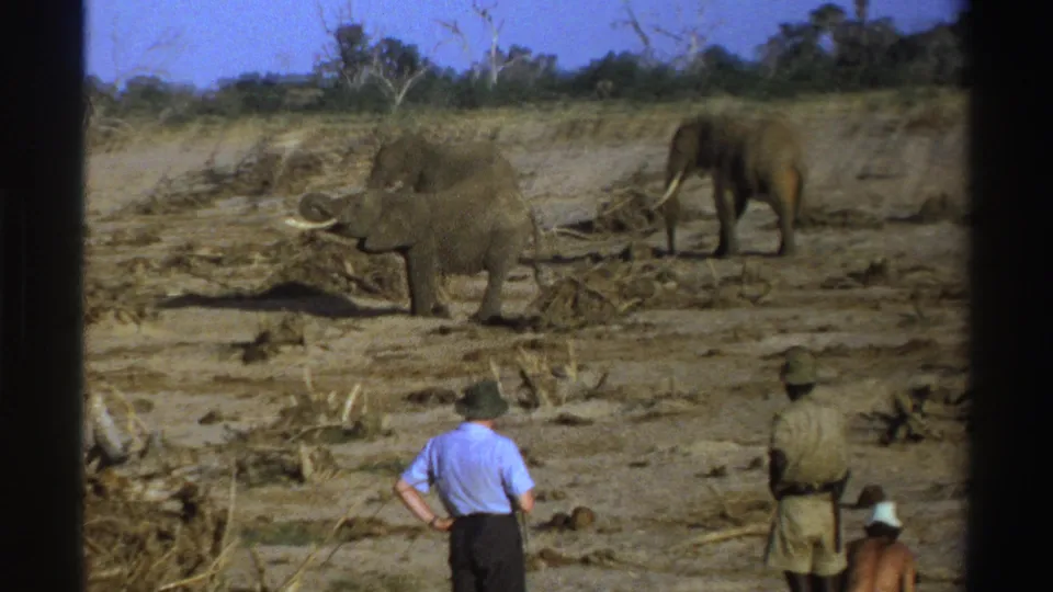 A 1969 South Africa home-movie frame with elephants in a dry clearing and safari tourists seen from behind.