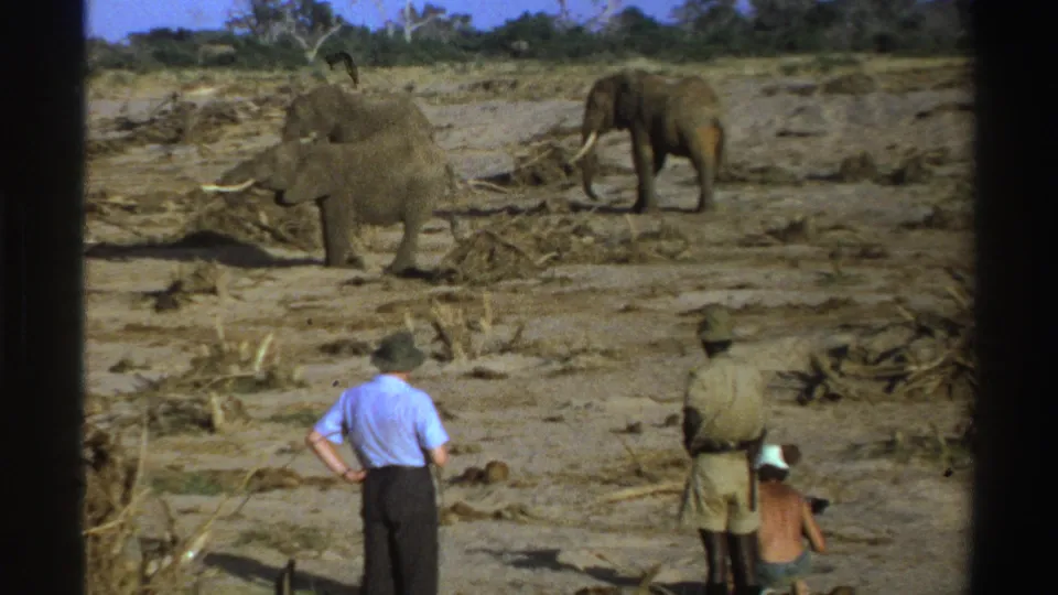 South Africa safari home-movie frame from 1969 with elephants on sunlit ground and tourists visible in the foreground.
