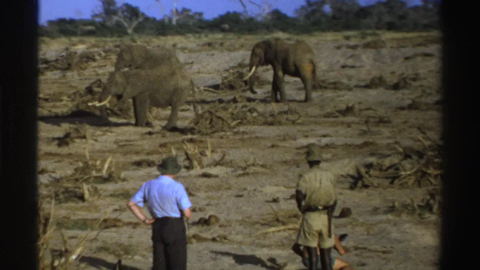 Vintage 8mm South Africa safari footage showing elephants in open terrain with male observers in the foreground.