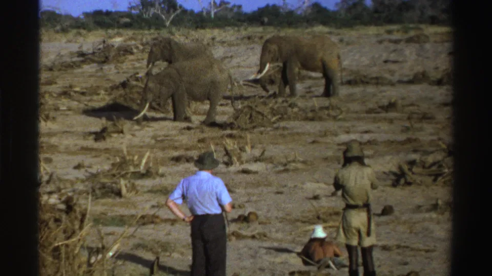 Visitors on a 1969 South Africa safari observe tusked elephants moving through a dry clearing.