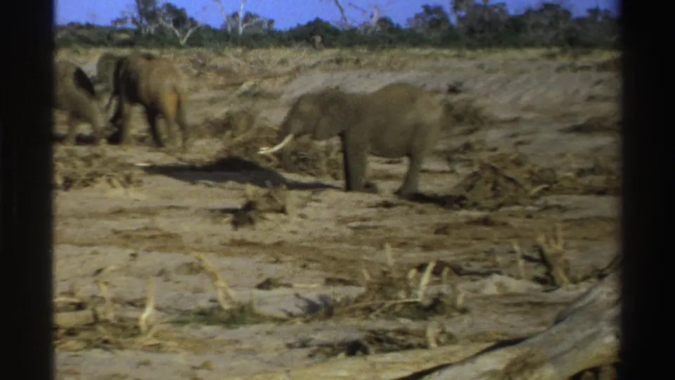 Tusked elephants move through a dry South African safari landscape in soft 8mm home-movie color.