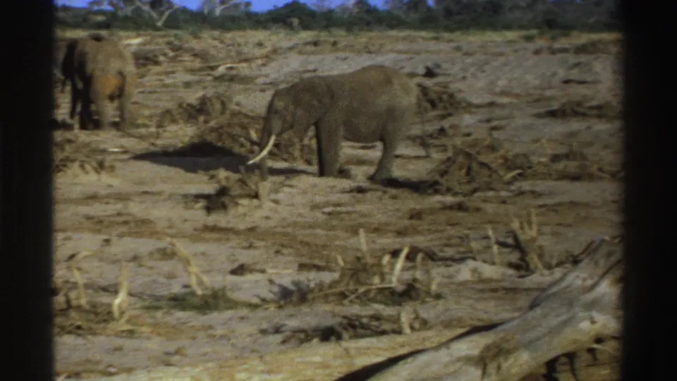 A tusked elephant stands in a dry South Africa safari scene, with another elephant partly visible at left.