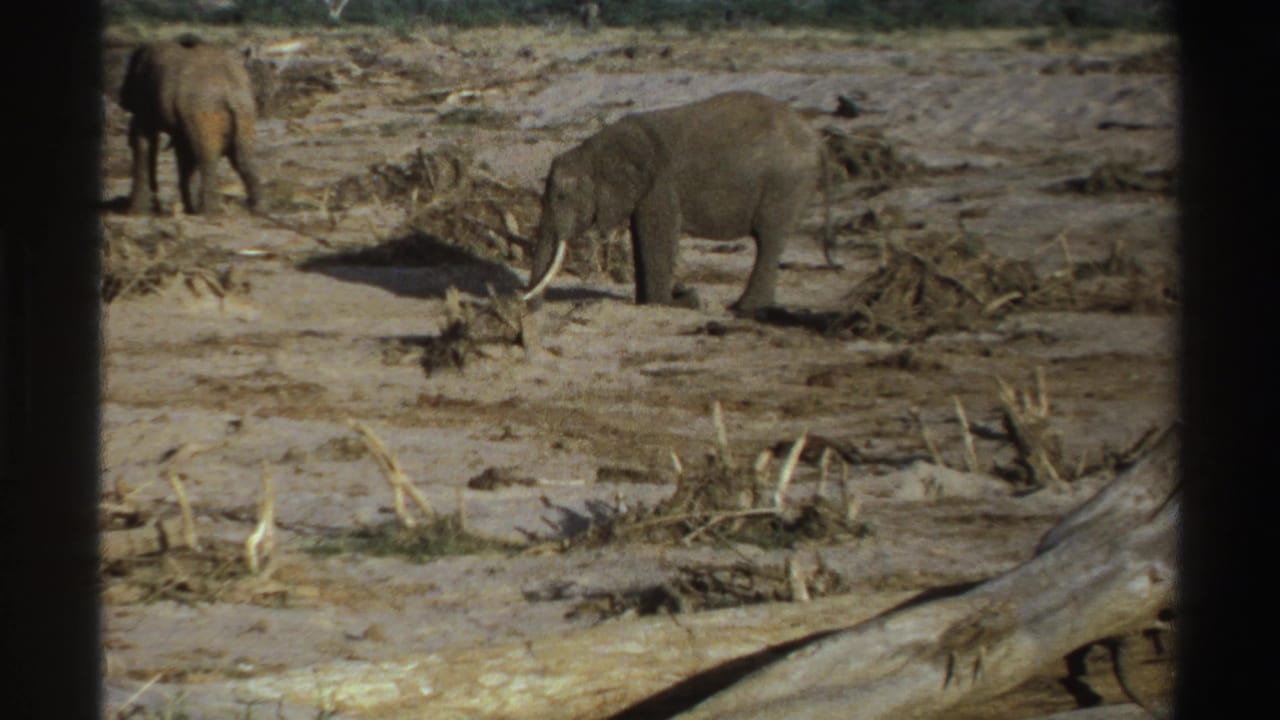 Two elephants stand on dry ground with scattered branches and a blue sky behind them.