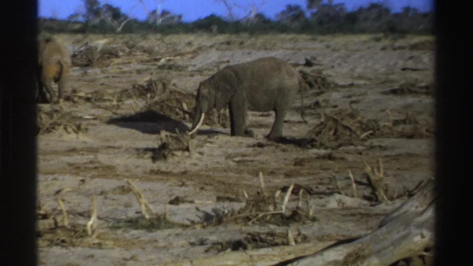 1969 South Africa 8mm frame with a tusked elephant standing on dry ground and another elephant partially visible in the background.