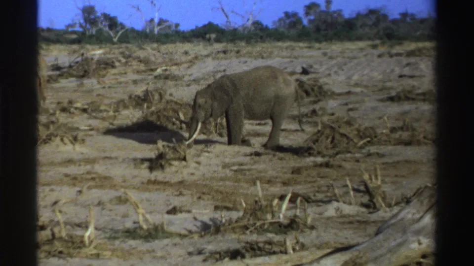 1969 South Africa 8mm frame showing a tusked elephant in profile on a dry, branch-strewn landscape with low trees in the distance.