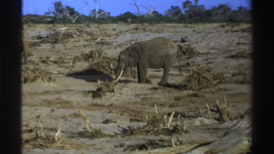 1969 South Africa 8mm frame of a tusked elephant standing amid dry ground, scattered brush, and distant trees under strong daylight.