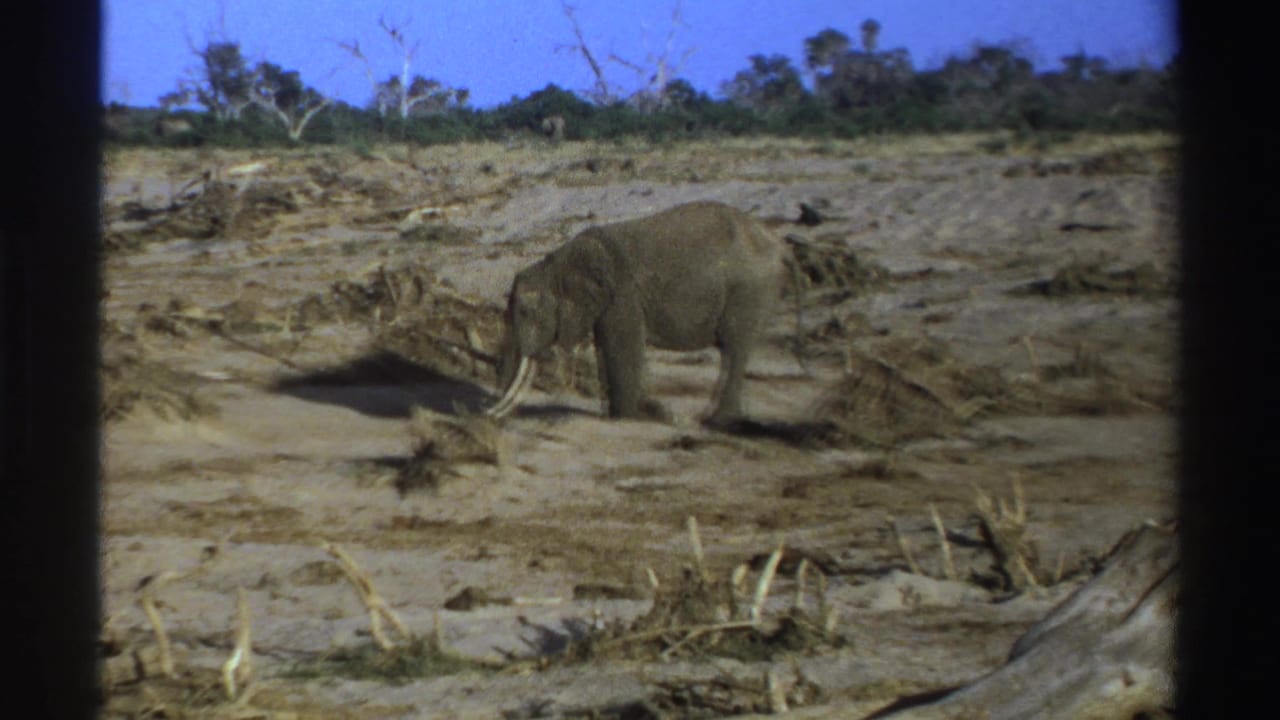 1969 South Africa 8mm frame showing a lone tusked elephant on dusty ground with scattered branches, scrub, and a low tree line.