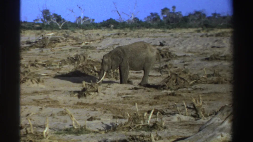 1969 South Africa 8mm frame with a lone elephant foraging near dry branches under bright sky in an open scrub landscape.