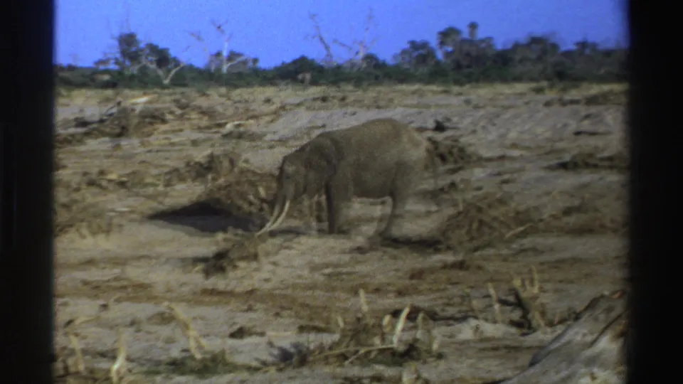1969 South Africa 8mm frame showing a tusked elephant walking slowly across dry ground, with scrub and scattered branches in view.