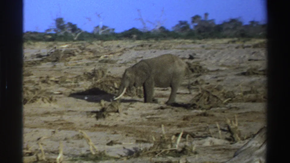 1969 South Africa 8mm frame of a lone elephant beside dry branches on sunlit arid ground with distant vegetation.
