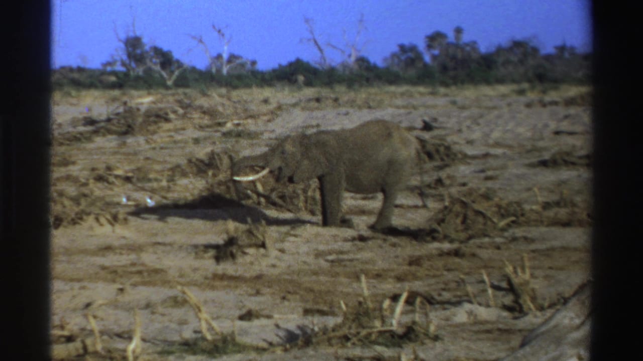 1969 South Africa 8mm frame showing an adult elephant foraging on dry terrain beneath a blue sky.