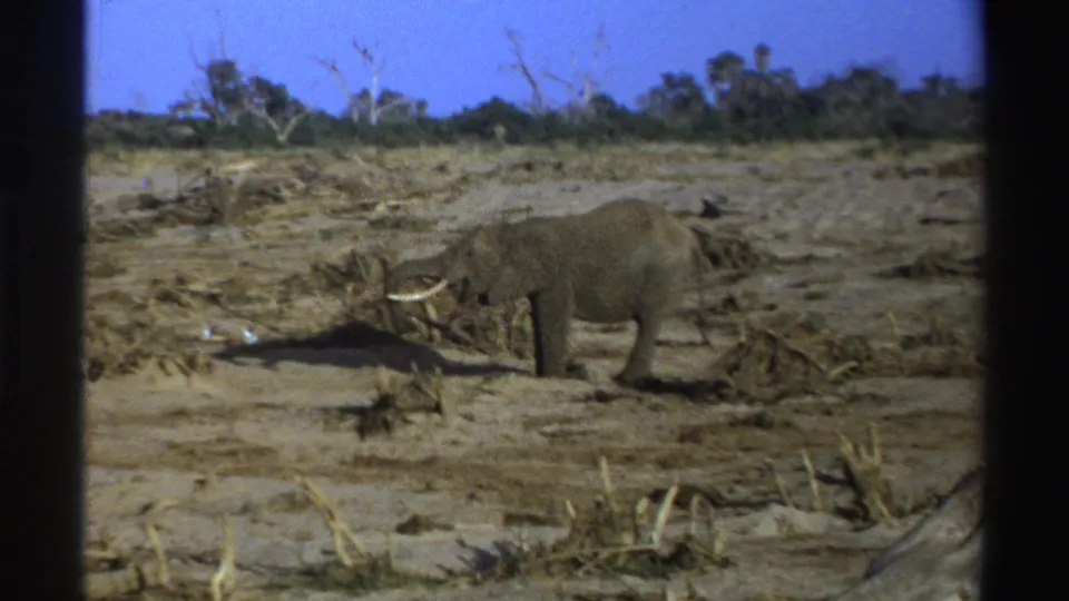 1969 South Africa 8mm frame showing an adult elephant foraging on dry terrain beneath a blue sky.