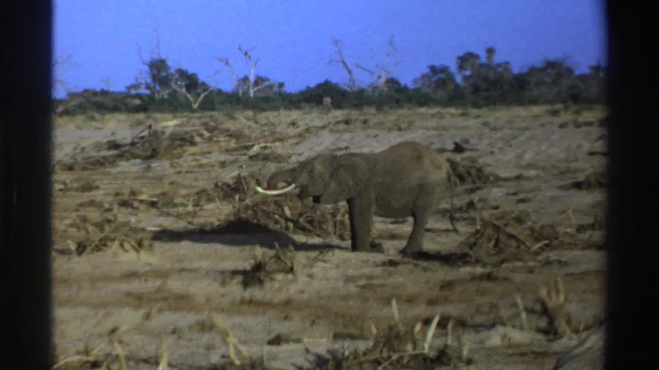 1969 South Africa 8mm frame of an elephant in profile moving slowly through dry wilderness.
