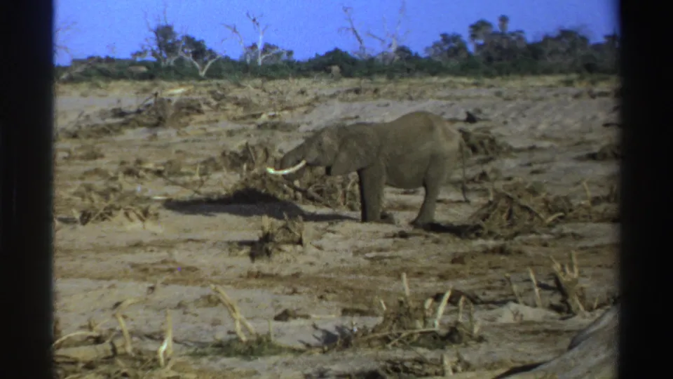 Vintage 8mm South Africa frame showing an adult elephant among scattered branches on arid ground.