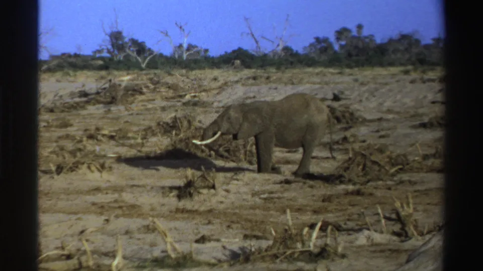 1969 South Africa 8mm frame of a tusked adult elephant foraging in a dry open landscape.