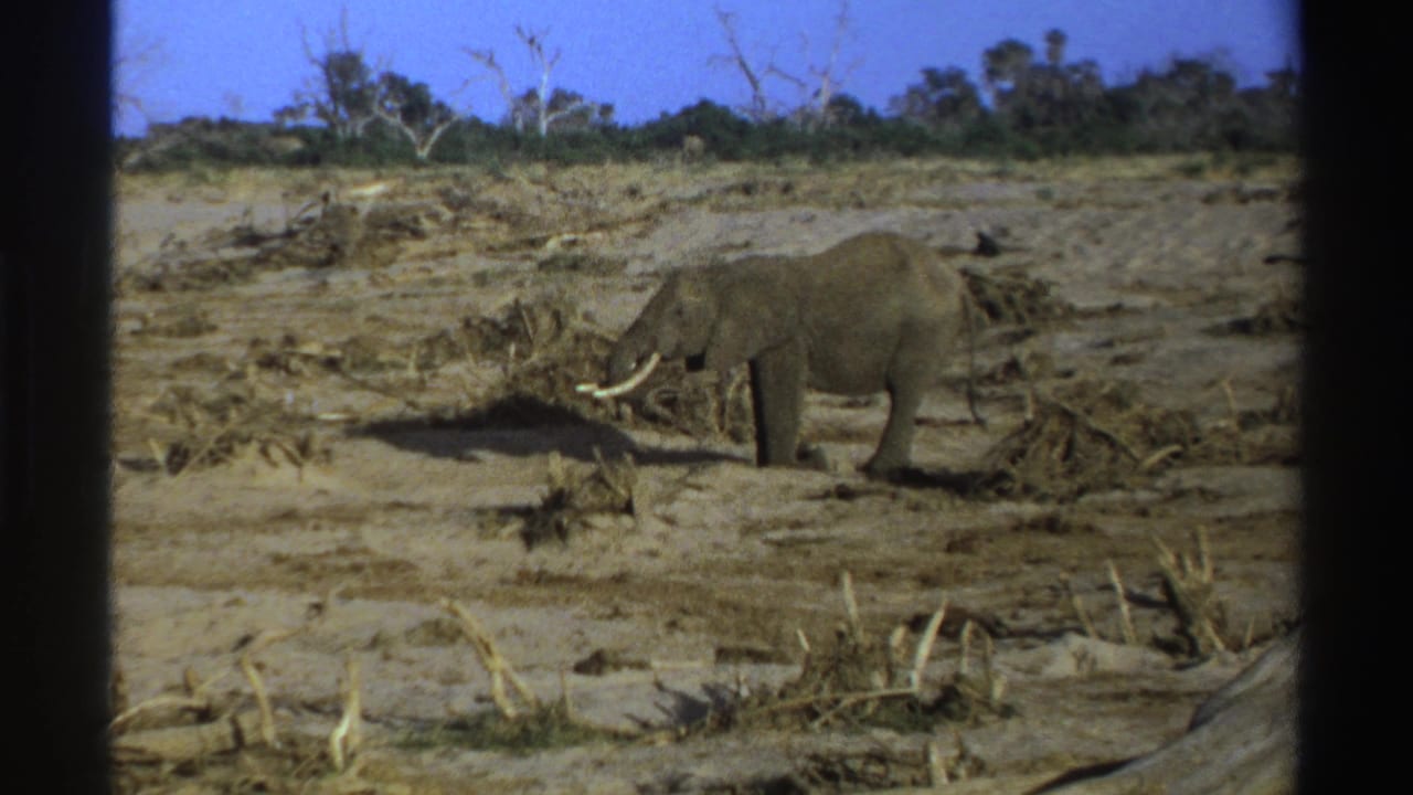 A lone tusked elephant crosses a dry South African landscape in 1969 home-movie footage, with sparse brush and a blue sky behind it.
