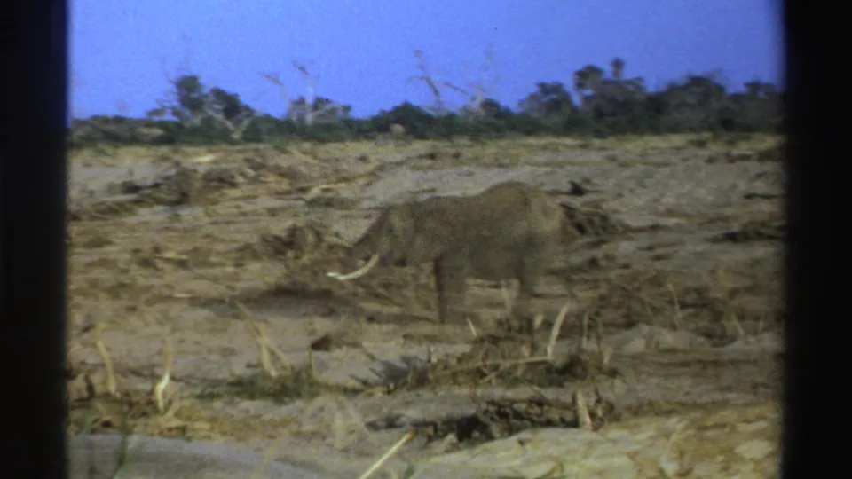 The elephant pauses or moves slowly across a barren South African setting, surrounded by dry vegetation and scattered woody debris.