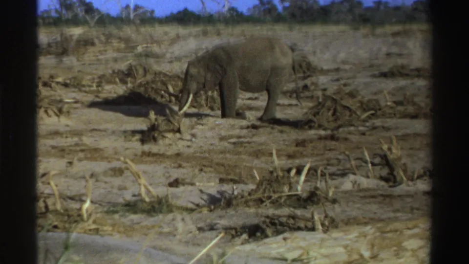 A tusked elephant lowers its head toward sparse vegetation in the dry South African terrain, filmed with soft 8mm color and grain.