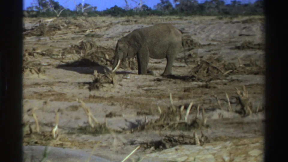The elephant stands near dry branches and sparse scrub, its head lowered as it appears to forage in the arid 1969 South African scene.
