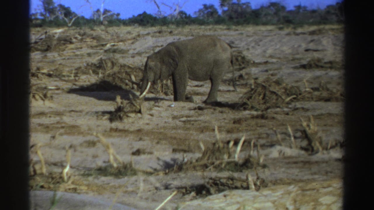 Tusked elephant feeding on dry brush in an open savanna landscape.
