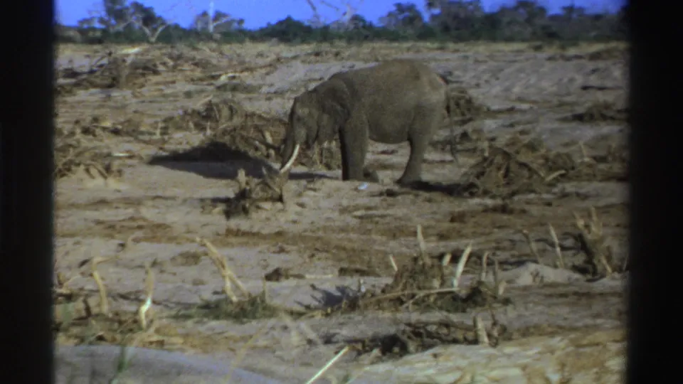 1969 South Africa wildlife frame with a side-on elephant near brush and sparse trees in a dry landscape.