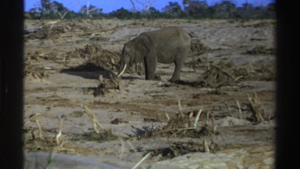 1969 South Africa 8mm still of an elephant lowering its head to feed among dry branches and scrub.