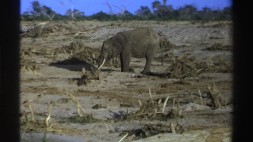 1969 South Africa home-movie frame showing a tusked elephant moving through a dry savanna area.