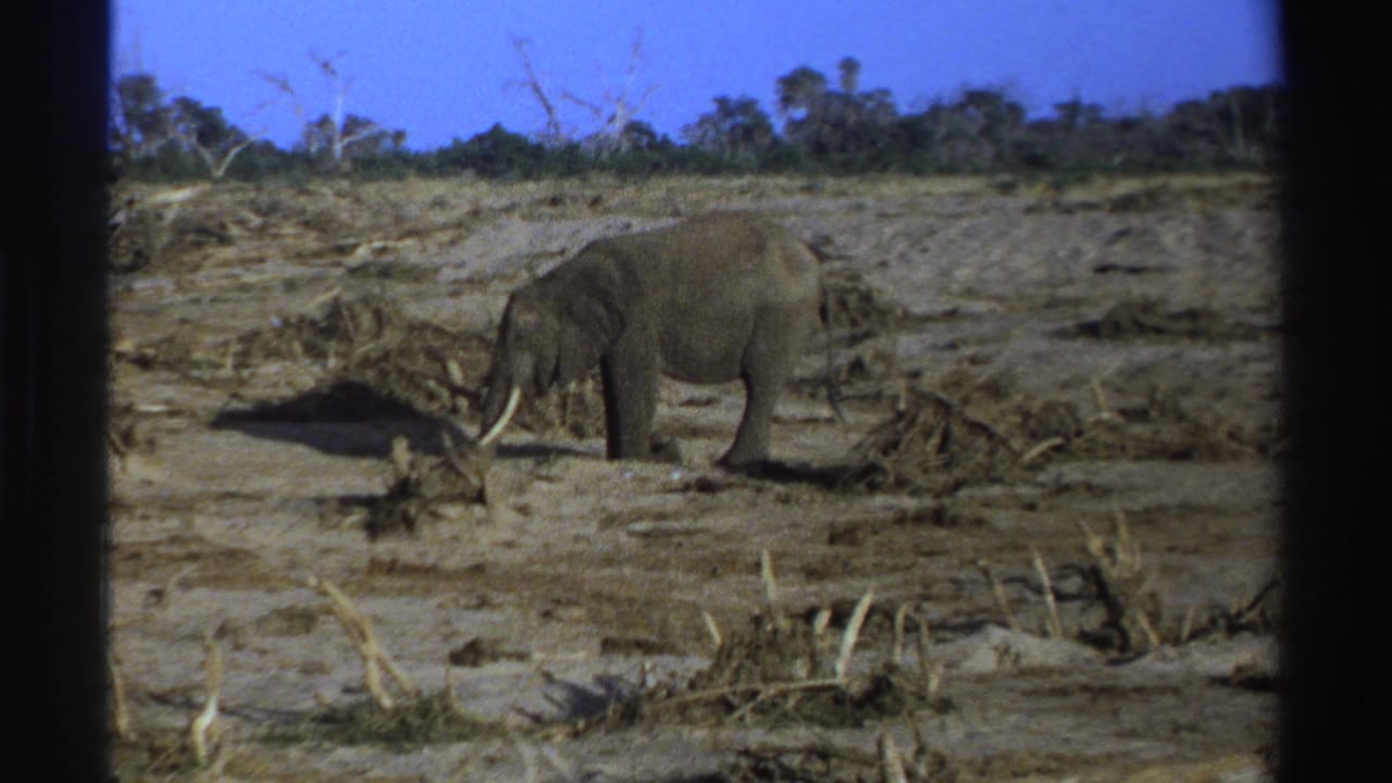 Tusked elephant stands on dry ground among dead branches under a blue sky.