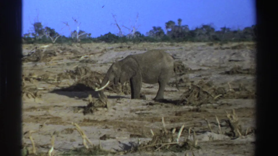 1969 South Africa 8mm frame with a tusked elephant lowering its head near water or damp ground in a barren savannah.