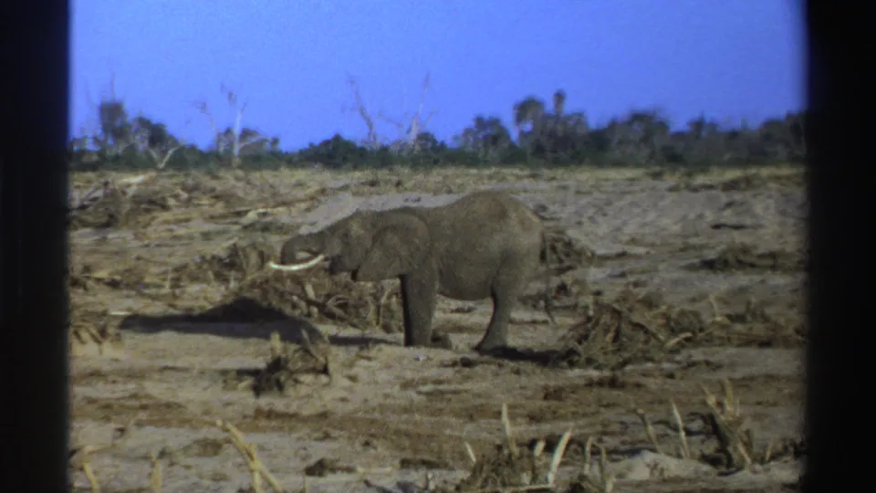 1969 South Africa 8mm frame showing a tusked elephant bending down in a dry savannah landscape.