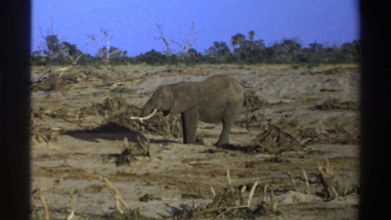 Tusked elephant standing on dry ground with sparse shrubs and a blue sky.
