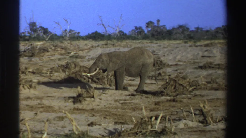 1969 South Africa 8mm frame showing a lone tusked elephant in a dry open savanna with scattered brush and dark film borders.