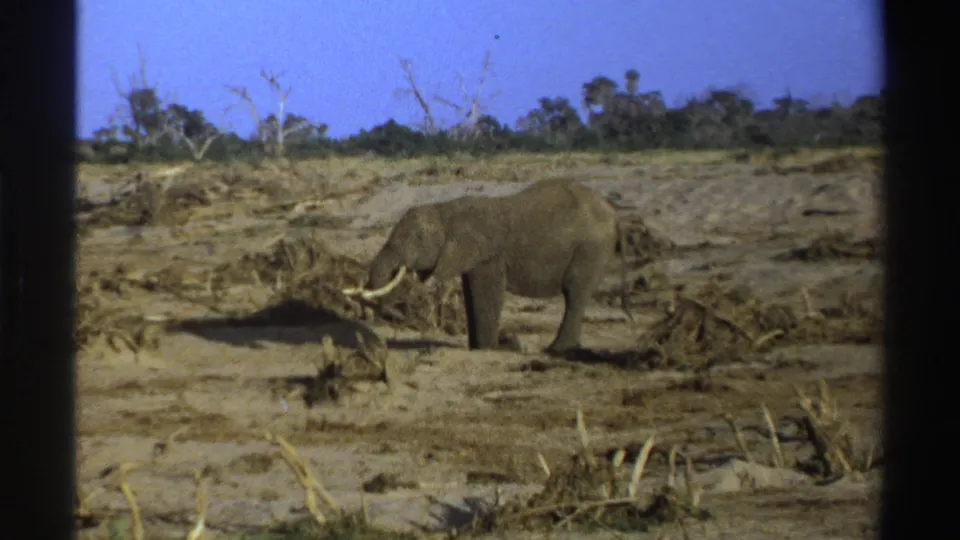 1969 South Africa 8mm frame with a tusked elephant paused in dry scrubland beneath a clear blue sky.