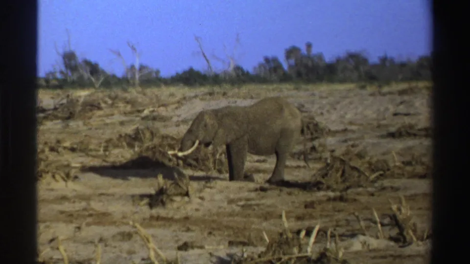 1969 South Africa 8mm frame showing a lone elephant in profile amid dry brush, sparse vegetation, and soft film grain.