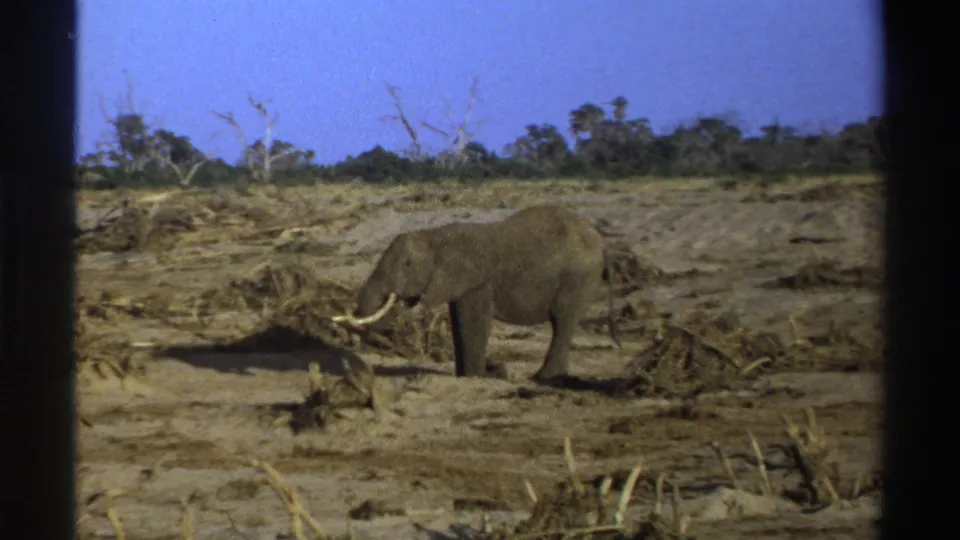 1969 South Africa 8mm frame of a tusked elephant standing calmly in open dry savanna with scattered branches and a low tree line.