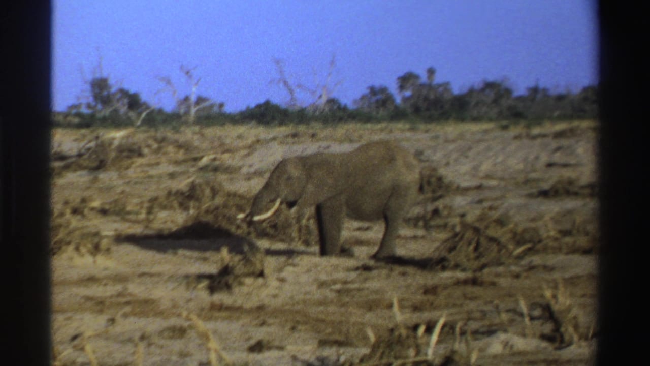 Lone tusked elephant standing on dry open ground beneath a blue sky.