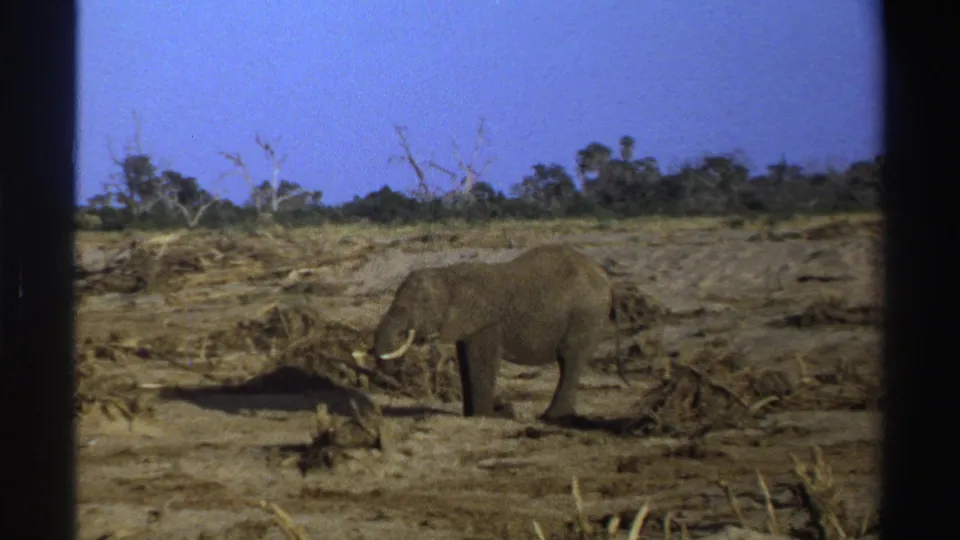 1969 South Africa home-movie frame showing a tusked elephant beside scattered brush on sunlit dry terrain.