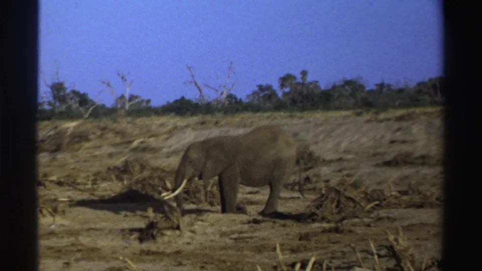 1969 South Africa 8mm frame of a lone elephant lowering its head as it forages among dry brush and sparse trees.