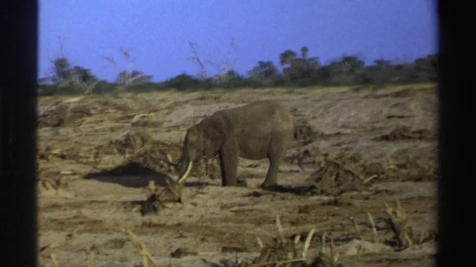 1969 South Africa home-movie frame of a lone elephant foraging on dusty ground with sparse brush and trees behind it.