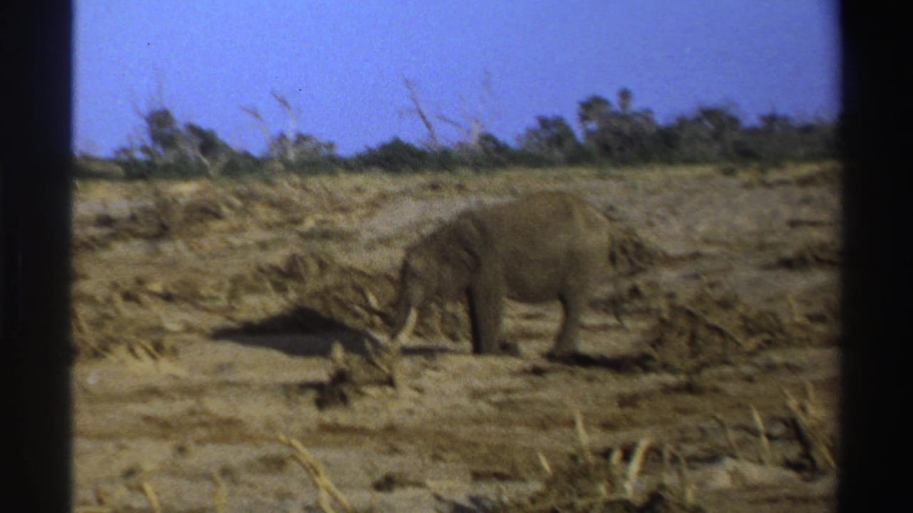 1969 South Africa 8mm frame showing an elephant foraging on dusty ground with sparse brush and trees behind it.