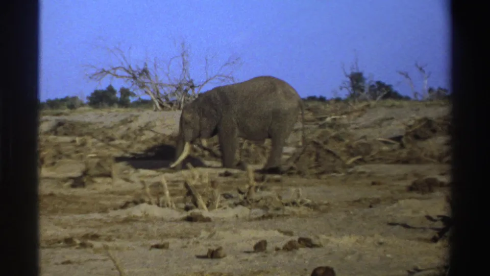 1969 South Africa 8mm frame of an elephant beside fallen branches, with dry terrain and low trees beyond.