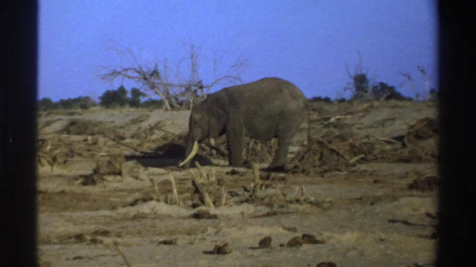 1969 South Africa 8mm frame showing an elephant feeding with its trunk near the ground in a dry bush setting.
