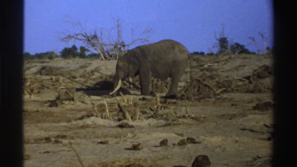 1969 South Africa 8mm frame of an elephant in profile, feeding beside dry brush with leafless trees behind.