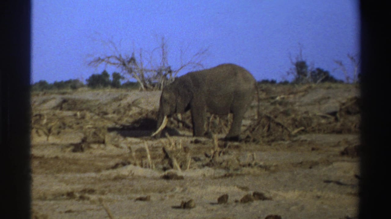 1969 South Africa 8mm frame showing a tusked elephant feeding in a dry open landscape with brush and bare branches.